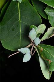   Fruit:   Terminalia melanocarpa ; Photo by M. Fagg, Atlas of Living Australia, ala.org.au
